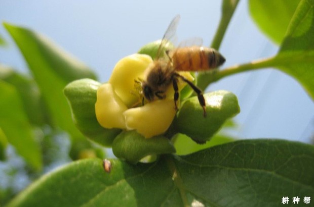 柿子的授粉树如何配置? 柿子的授粉树如何配置?