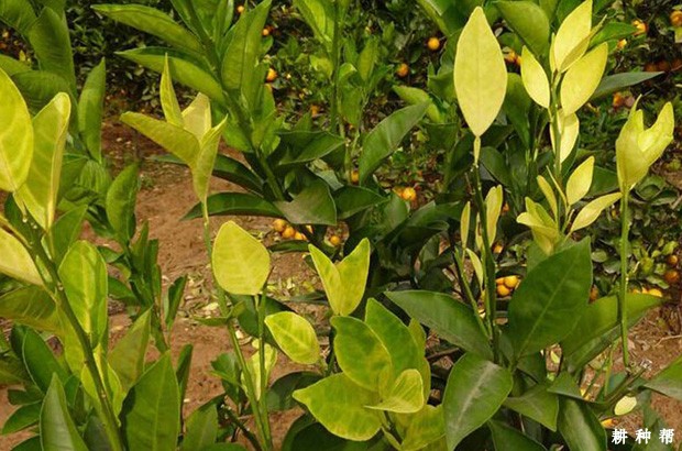 柑橘上的黄龙病如何预防?附图片 柑橘上的黄龙病如何预防?附图片