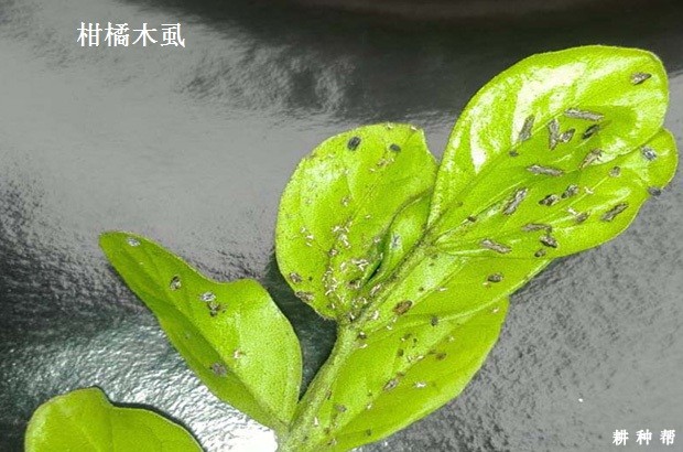 柑橘上的黄龙病如何预防?附图片 柑橘上的黄龙病如何预防?附图片