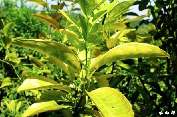 柑橘上的黄龙病如何预防?附图片 柑橘上的黄龙病如何预防?附图片