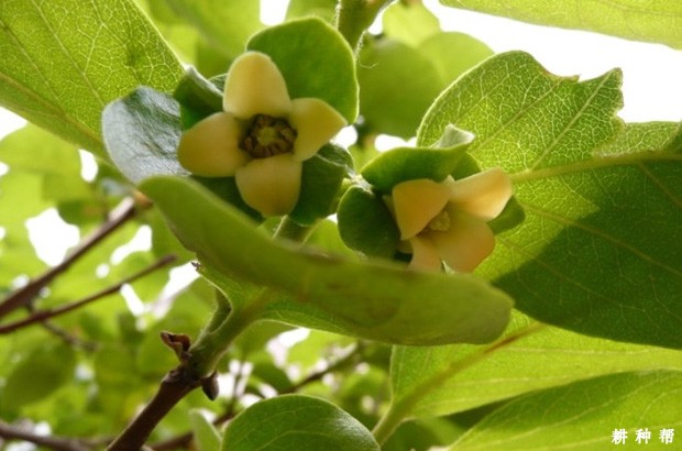 柿子树怎么人工授粉? 柿子树怎么人工授粉?