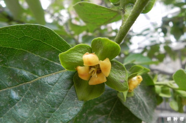 柿子树怎么人工授粉? 柿子树怎么人工授粉?