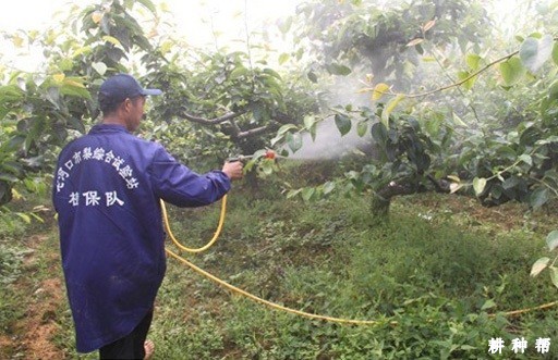 柿子树怎么人工授粉? 柿子树怎么人工授粉?