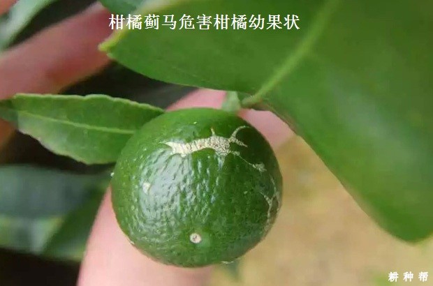 柑橘蓟马如何防治？附图片