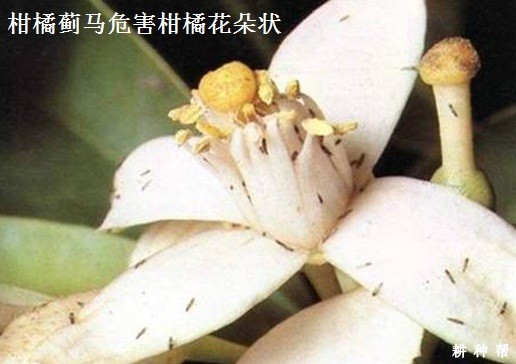 柑橘蓟马如何防治？附图片