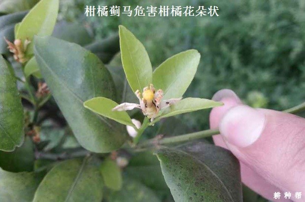 柑橘蓟马如何防治？附图片