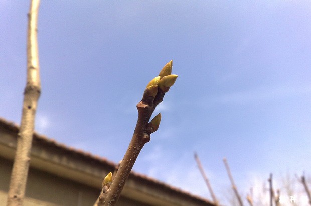 柿子树夏季怎样修剪? 柿子树夏季怎样修剪?