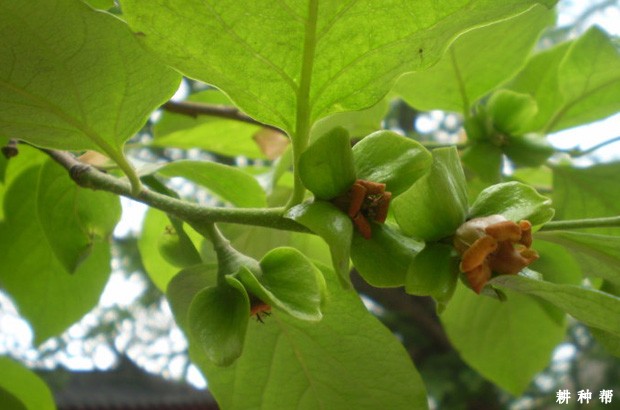 柿子树夏季怎样修剪? 柿子树夏季怎样修剪?
