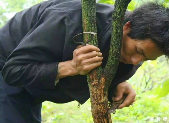 柿子树夏季怎样修剪? 柿子树夏季怎样修剪?