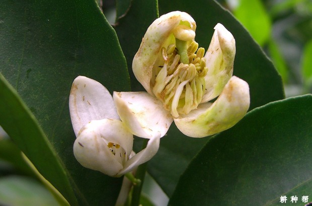 柑橘花蕾蛆如何防治？附图片