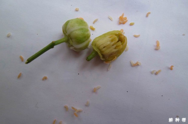 柑橘花蕾蛆如何防治？附图片