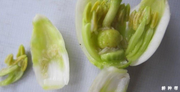 柑橘花蕾蛆如何防治？附图片