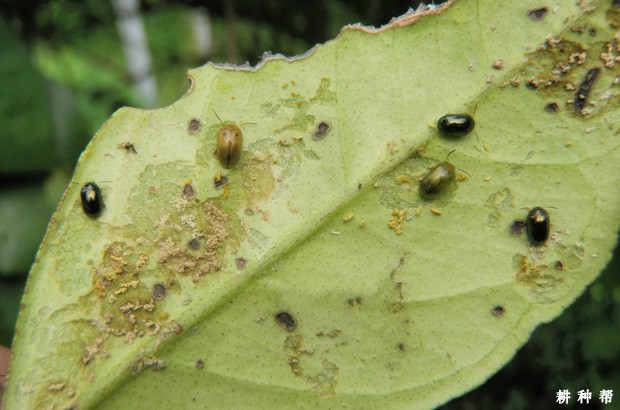 柑橘恶性叶甲防治用什么药?附图片 柑橘恶性叶甲防治用什么药?附图片