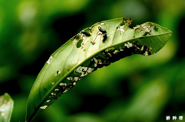 柑橘恶性叶甲防治用什么药?附图片 柑橘恶性叶甲防治用什么药?附图片