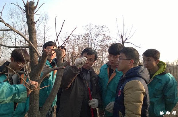 柿子树冬季怎样修剪? 柿子树冬季怎样修剪?