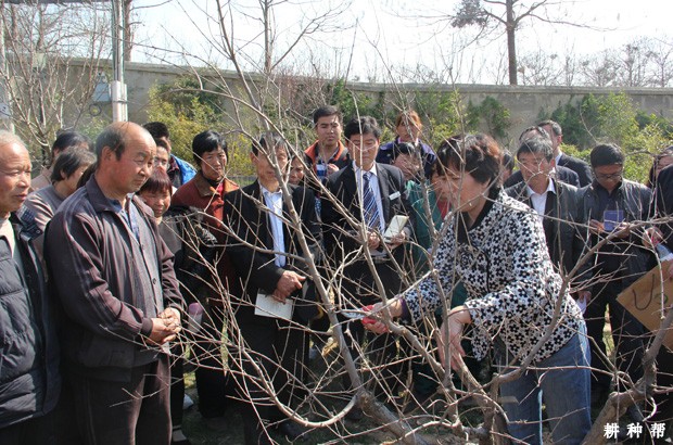 柿子树冬季怎样修剪? 柿子树冬季怎样修剪?