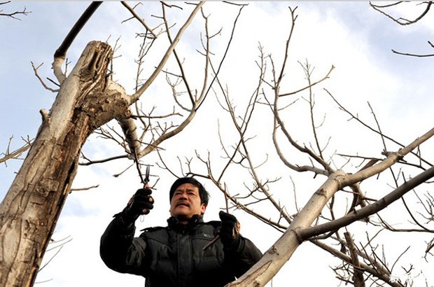 柿子树冬季怎样修剪? 柿子树冬季怎样修剪?