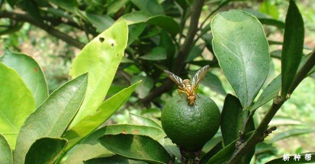 柑橘大实蝇防治方法有几种?附图片 柑橘大实蝇防治方法有几种?附图片