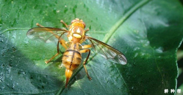 柑橘大实蝇防治方法有几种?附图片 柑橘大实蝇防治方法有几种?附图片