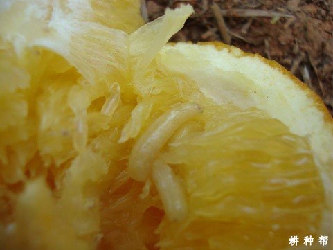 柑橘大实蝇防治方法有几种?附图片 柑橘大实蝇防治方法有几种?附图片