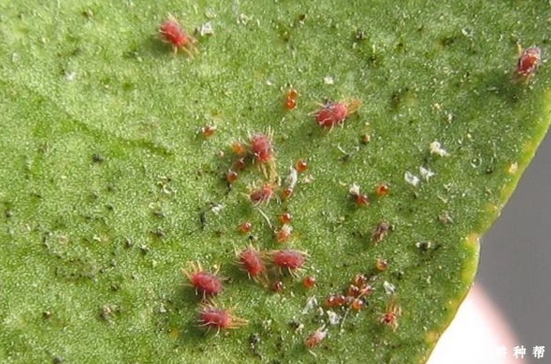 防治柑橘红蜘蛛什么农药**有效?附图片 防治柑橘红蜘蛛什么农药**有效?附图片