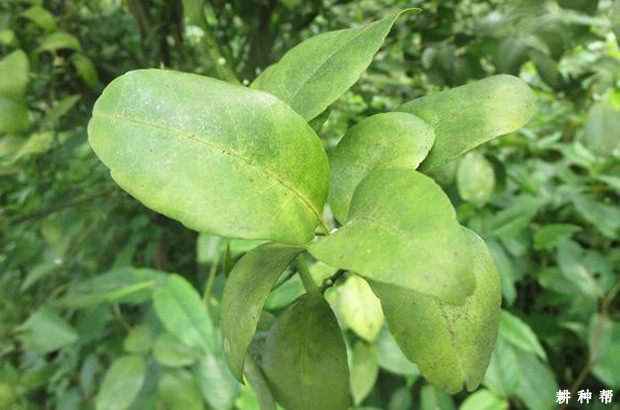 防治柑橘红蜘蛛什么农药**有效?附图片 防治柑橘红蜘蛛什么农药**有效?附图片