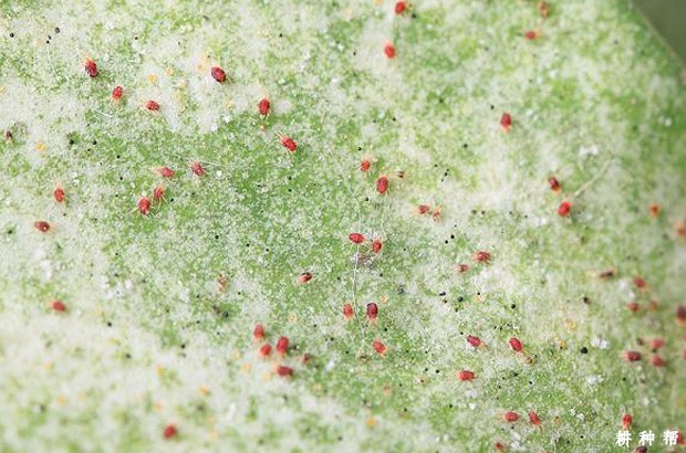 防治柑橘红蜘蛛什么农药**有效?附图片 防治柑橘红蜘蛛什么农药**有效?附图片