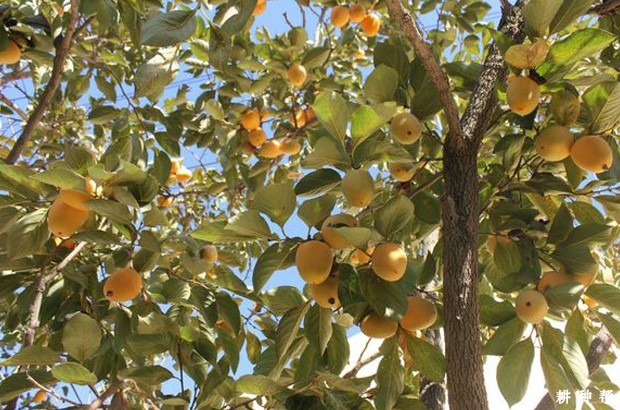 柿子树为什么要整形修剪? 柿子树为什么要整形修剪?