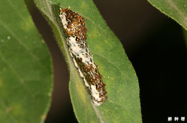 柑橘凤蝶如何防治？附图片