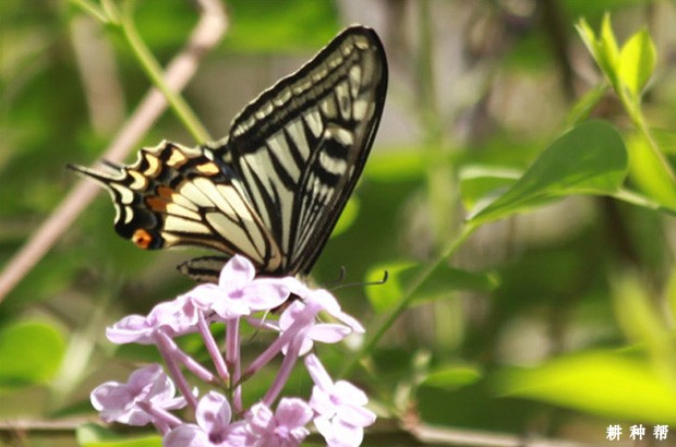 柑橘凤蝶如何防治？附图片
