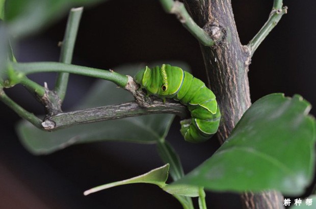柑橘凤蝶如何防治？附图片