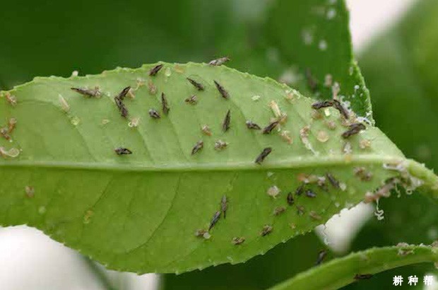 柑橘木虱用什么农药效果好?附图片 柑橘木虱用什么农药效果好?附图片