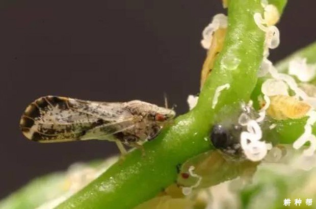柑橘木虱用什么农药效果好?附图片 柑橘木虱用什么农药效果好?附图片