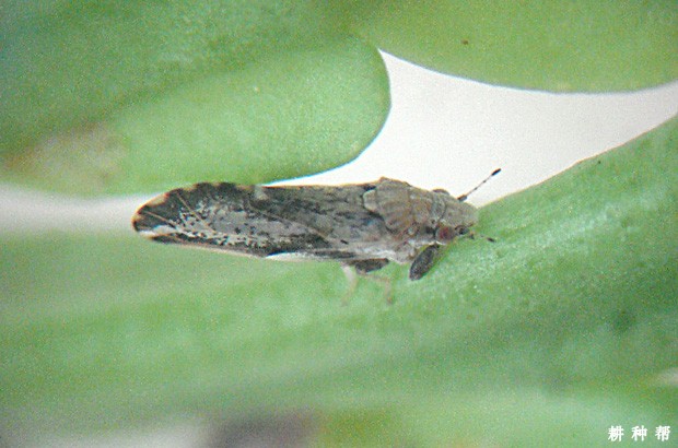 柑橘木虱用什么农药效果好?附图片 柑橘木虱用什么农药效果好?附图片