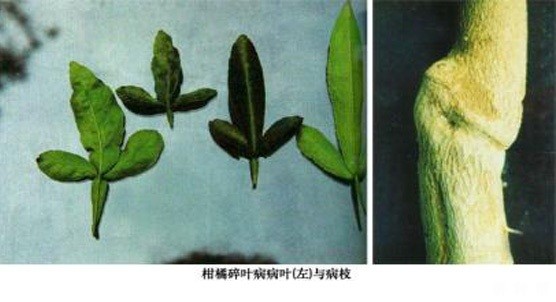 柑橘碎叶病怎样防治?附图片 柑橘碎叶病怎样防治?附图片