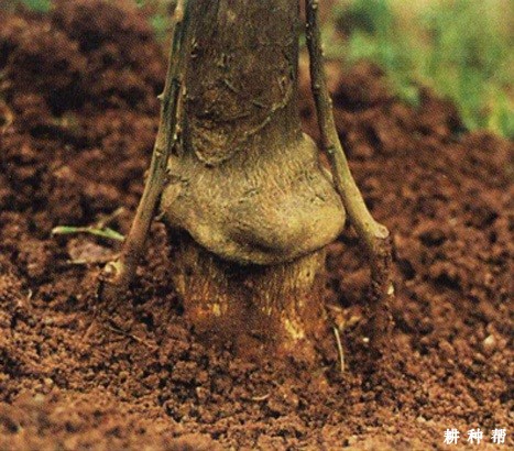 柑橘碎叶病怎样防治?附图片 柑橘碎叶病怎样防治?附图片