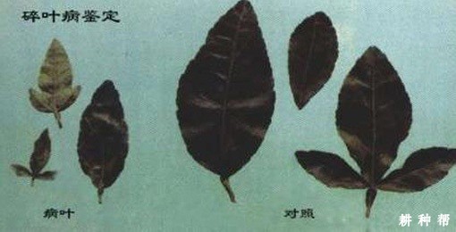 柑橘碎叶病怎样防治?附图片 柑橘碎叶病怎样防治?附图片