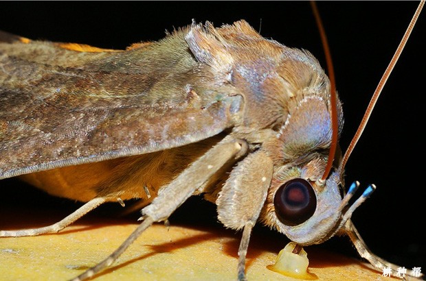 柑橘如何防治枯叶夜蛾?附图片 柑橘如何防治枯叶夜蛾?附图片