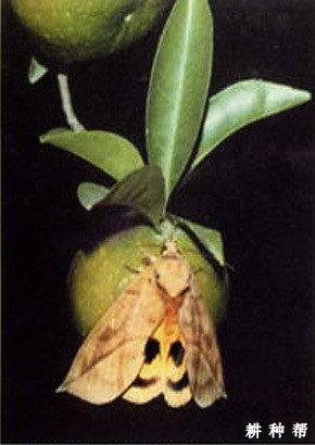 柑橘如何防治枯叶夜蛾?附图片 柑橘如何防治枯叶夜蛾?附图片