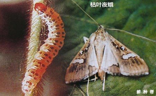 柑橘如何防治枯叶夜蛾?附图片 柑橘如何防治枯叶夜蛾?附图片