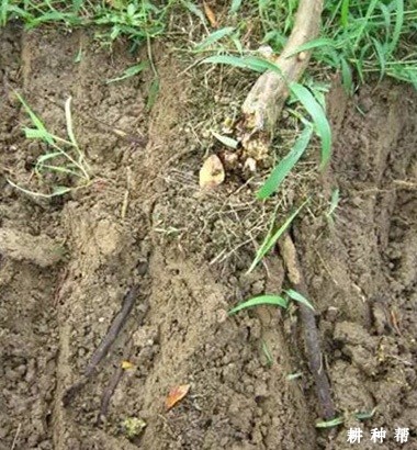 柑橘疫霉病如何防治？附图片