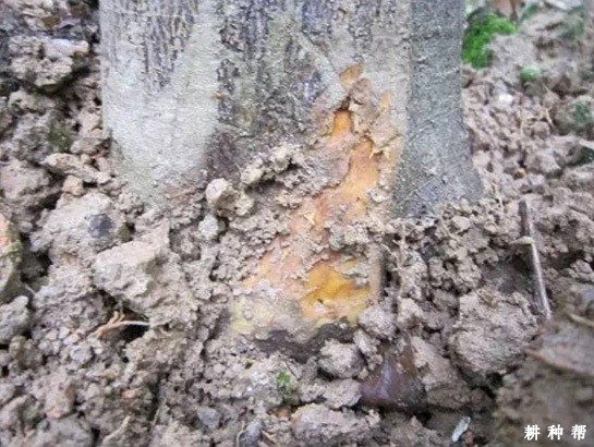 柑橘疫霉病如何防治？附图片