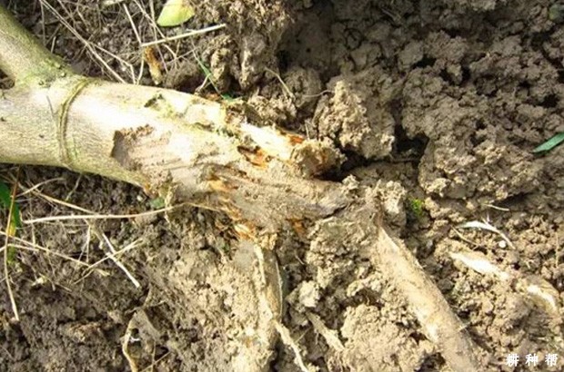 柑橘疫霉病如何防治？附图片