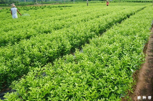 柑橘立枯病怎样防治？附图片