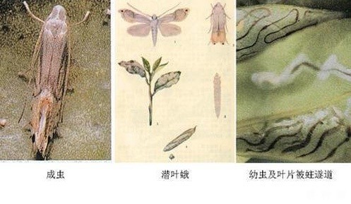 柑橘潜叶蛾防治用什么药？附图片