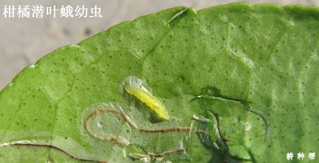 柑橘潜叶蛾防治用什么药？附图片