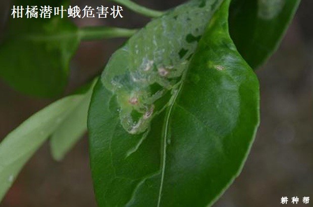 柑橘潜叶蛾防治用什么药？附图片