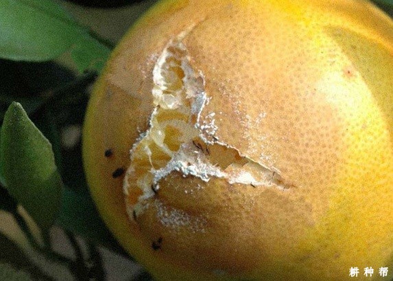 柑橘黑腐病如何防治？附图片