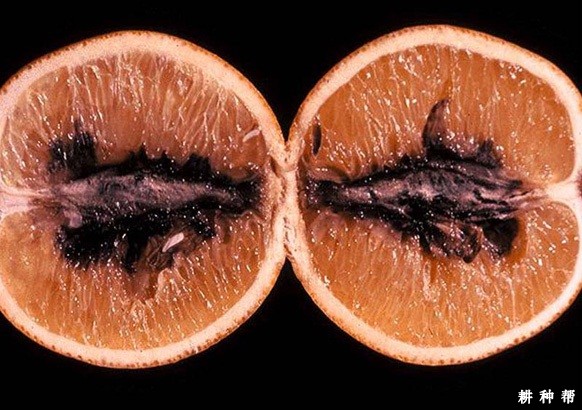 柑橘黑腐病如何防治？附图片