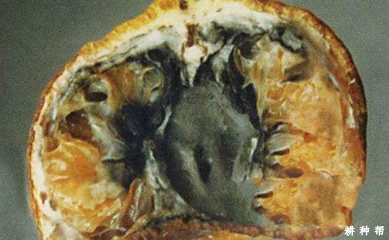 柑橘黑腐病如何防治？附图片